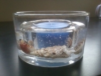 Sea Shells Ocean Beaze