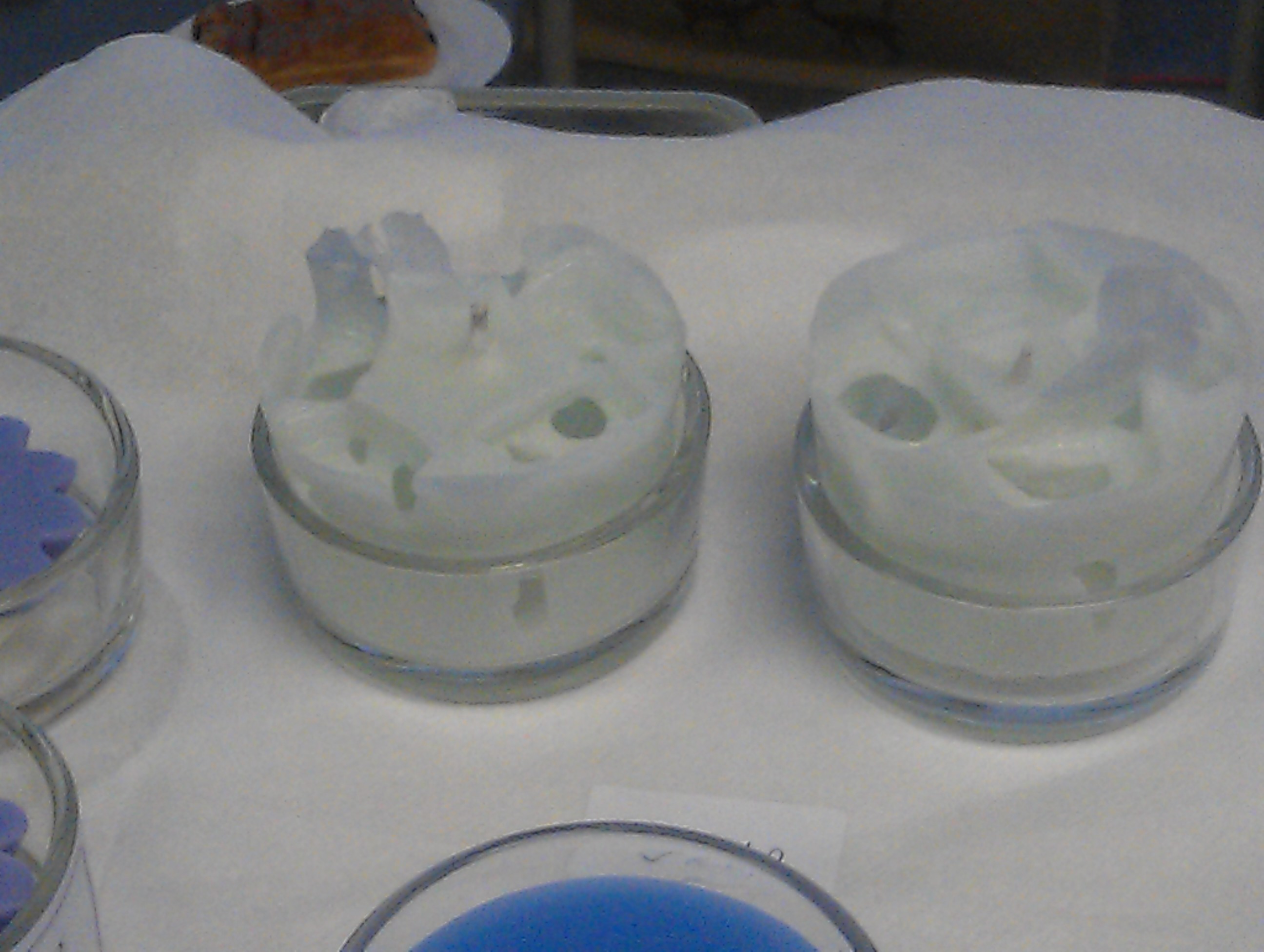 IMAG0677.jpg